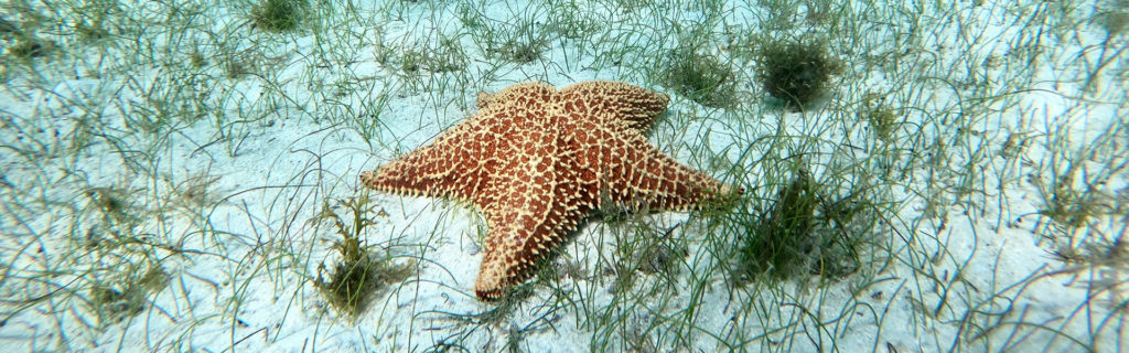 Villas on Seven Mile Beach, Grand Cayman - starfish