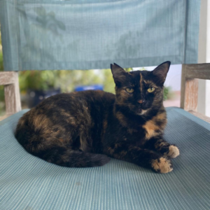 Gloria 2 - Seven Mile Beach Vacation Rentals, Villas of the Galleon